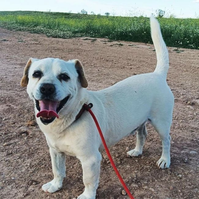 CODY