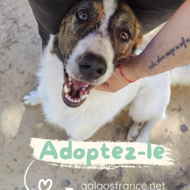 DANY - Chien à adopter