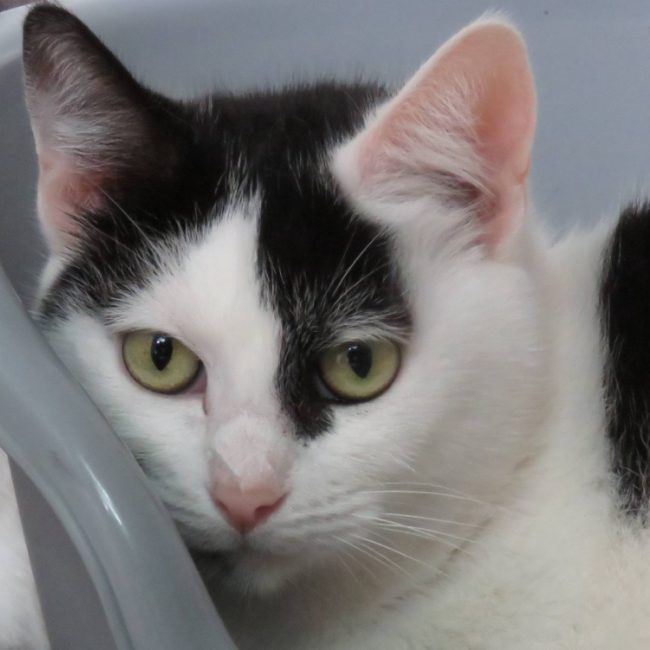 Selene - Chat Européen à adopter
