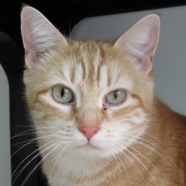 Styx - Chat Européen à adopter