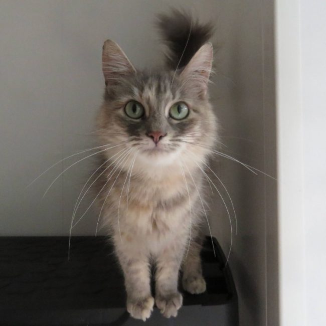 Leto - Chat Européen à adopter