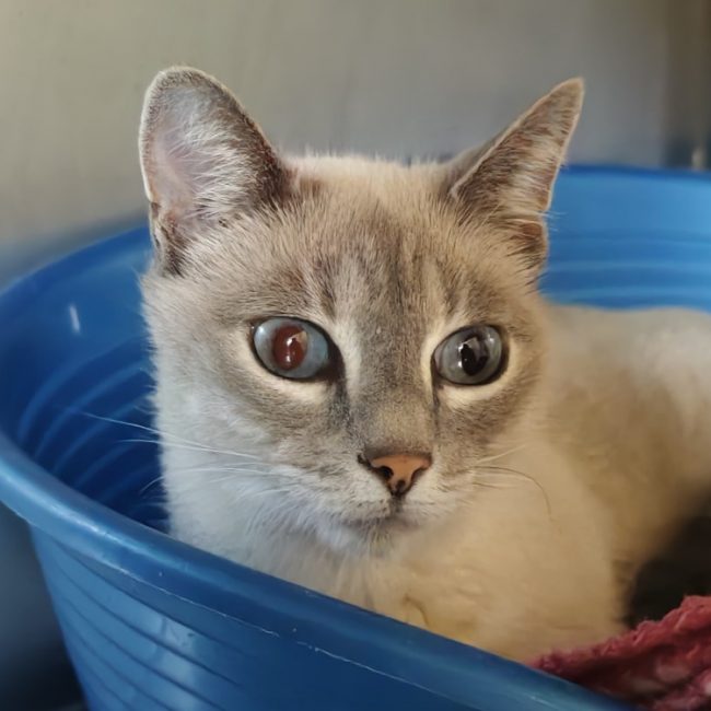 Sushi - Chat Siamois à adopter