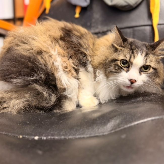 Tigrou - Chat Européen à adopter
