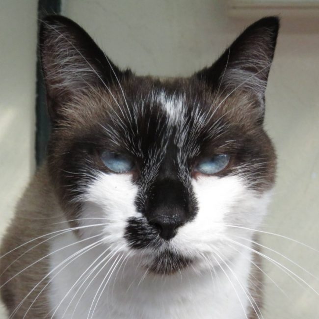Asteria - Chat Européen à adopter