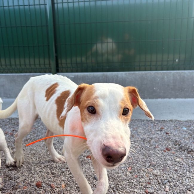 Jack - Chien à adopter