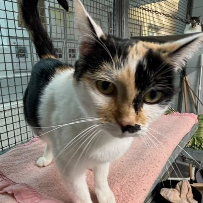 Mimi - Chat Européen à adopter