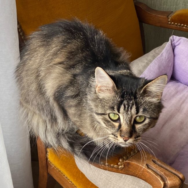 Bella - Chat Européen à adopter