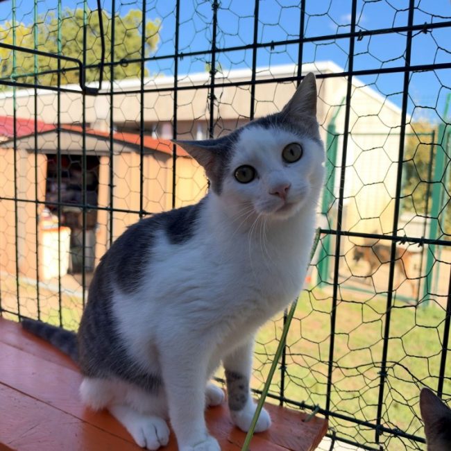 Wolverine - Chat Européen à adopter