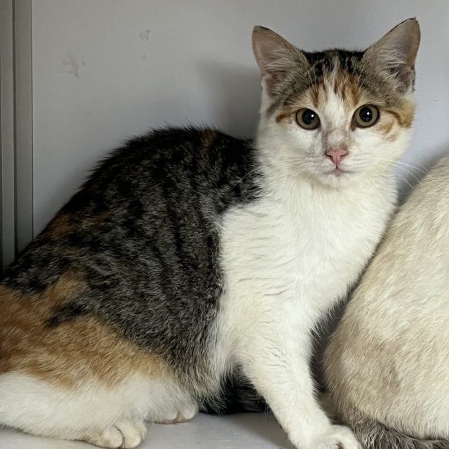 Baïne bihan - Chat Européen à adopter