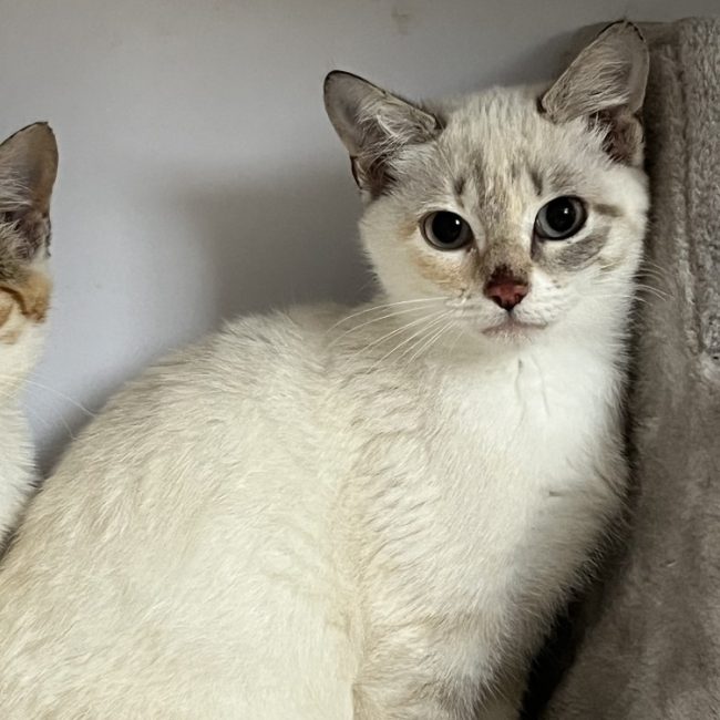 Babanig bihan - Chat Européen à adopter
