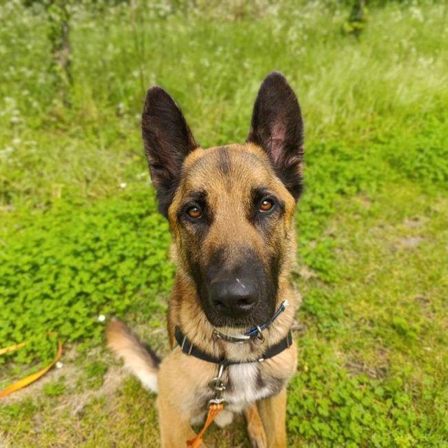 Urban - Chien à adopter
