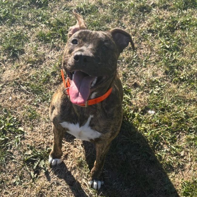 Minette - Chien à adopter