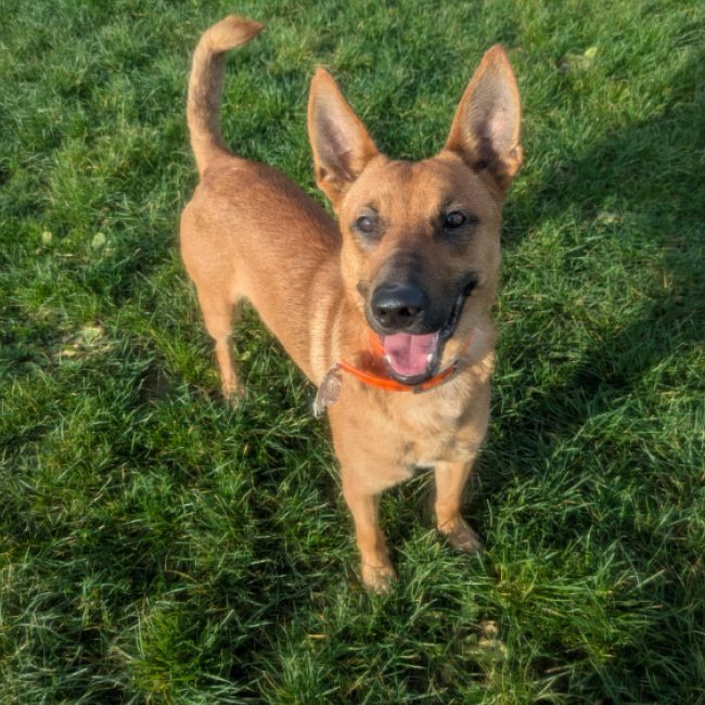 Aristote - Chien Berger à adopter