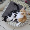 Nica et Rigel