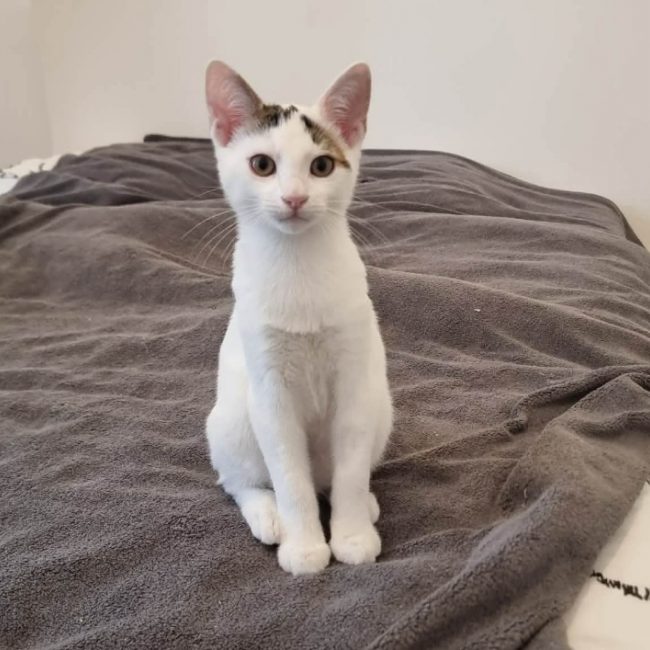 Grincheux - Chat Européen à adopter