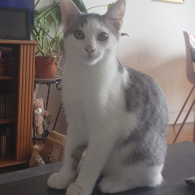 EDEN - Chat Européen à adopter