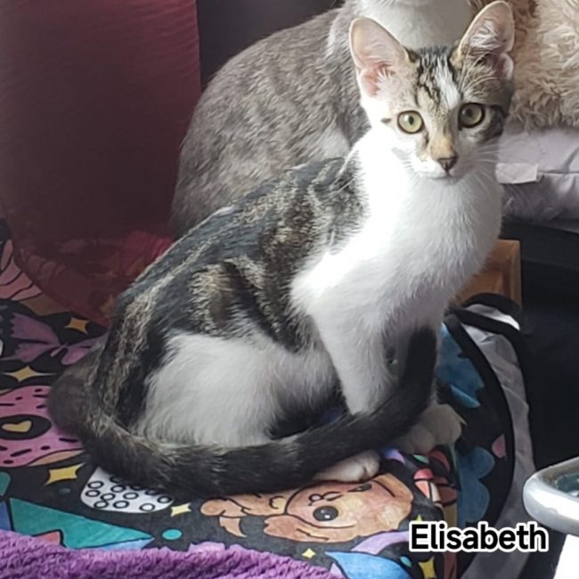 ELISABETH - Chat Européen à adopter