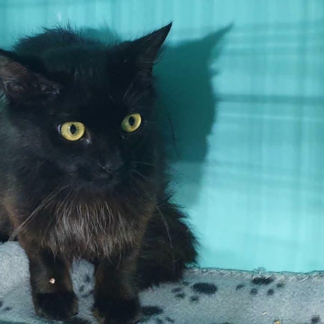 Saipan - Chat Européen à adopter