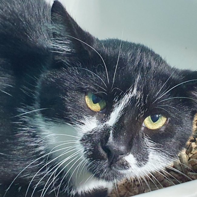 Tokay - Chat Européen à adopter