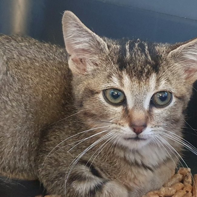 Mozzarella - Chat Européen à adopter