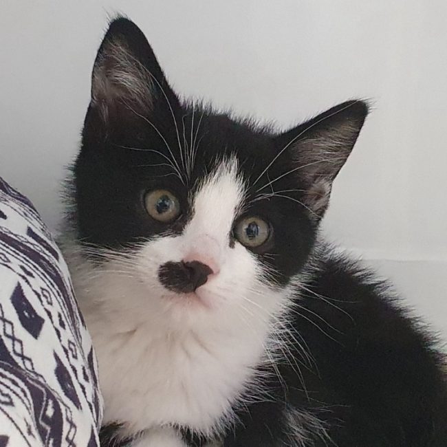Palawan - Chat Européen à adopter