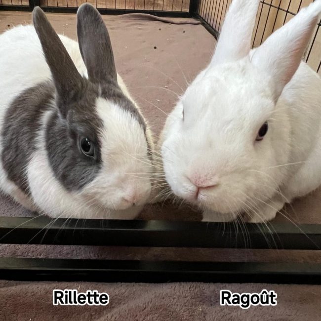 RAGOUT ET RILLETTE - Rongeur Lapin à adopter