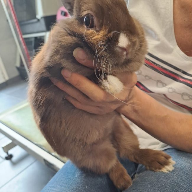 CHATAIGNE - Rongeur Lapin à adopter