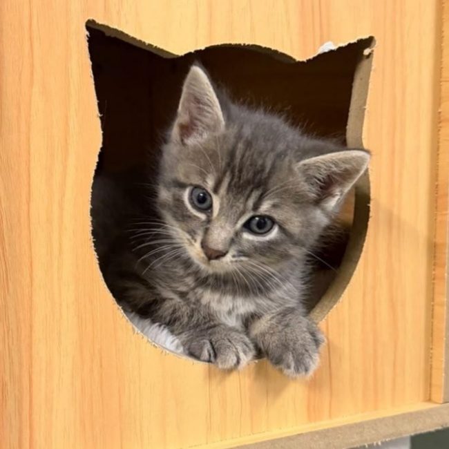 OLIVER - Chat Européen à adopter