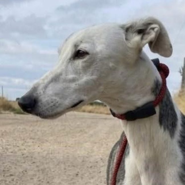 Gala - Chien Galgo à adopter
