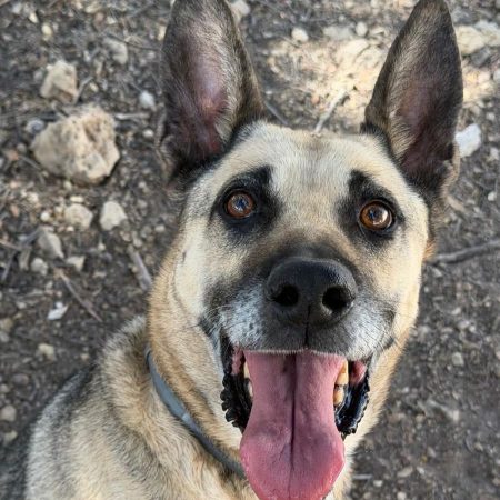 Alba - Chien Berger Allemand à adopter