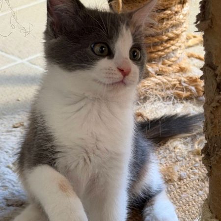 Bess - Chat à adopter