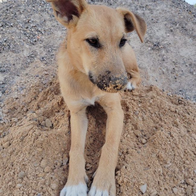 Cala - Chien Podenco Ibicenco x Berger Allemand à adopter