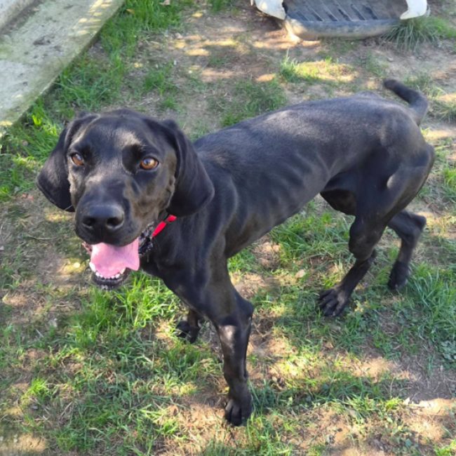Raymond - Chien Braque allemand à poil court à adopter