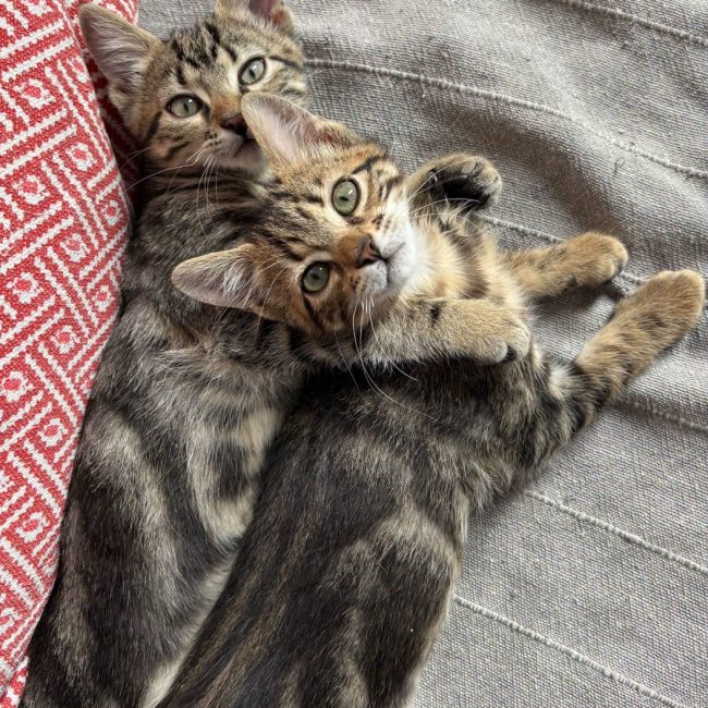 BOULETTE ET BISCUIT