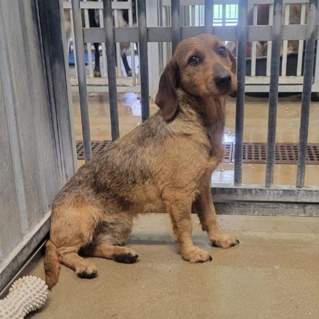 Fauvette - Chien à adopter