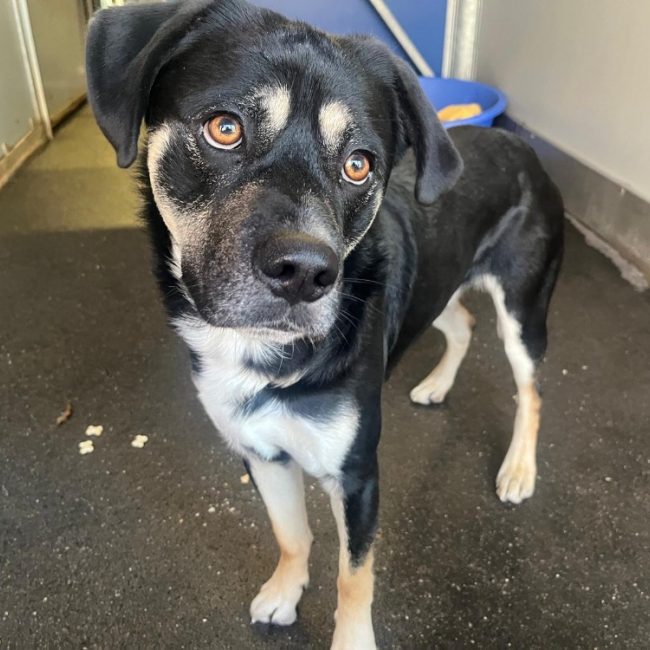 Grimm - Chien à adopter