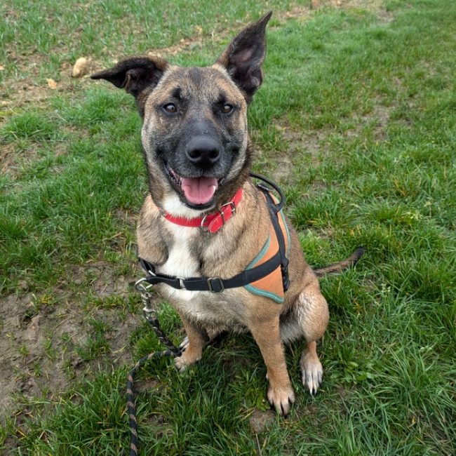 Tessy - Chien Berger Belge Malinois à adopter