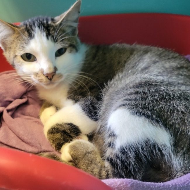 Tubette - Chat Européen à adopter