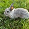 BUNNY