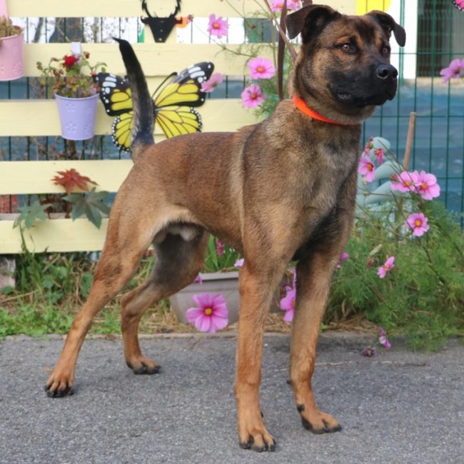Akil - Chien à adopter