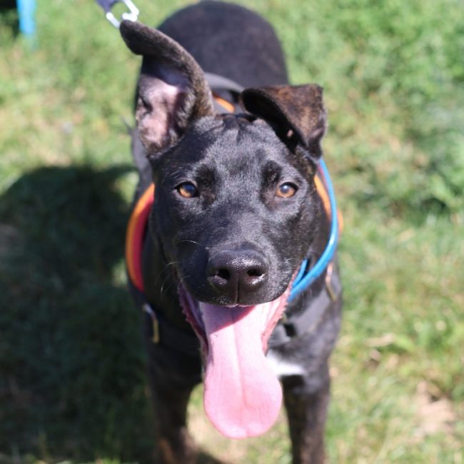 Raven - Chien à adopter