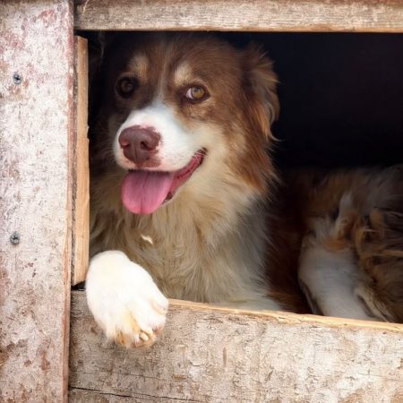ECHO - Chien à adopter