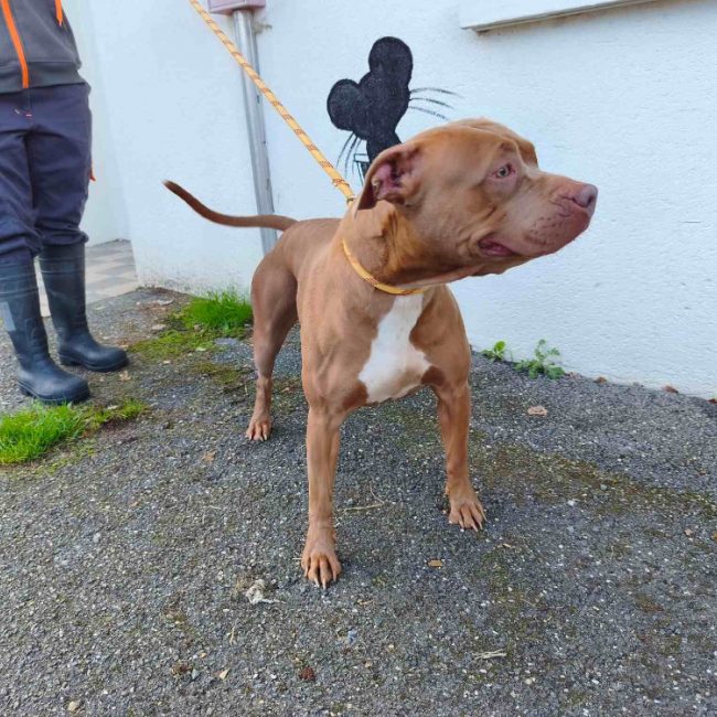 Lira - Chien Bouledogue Américain à adopter