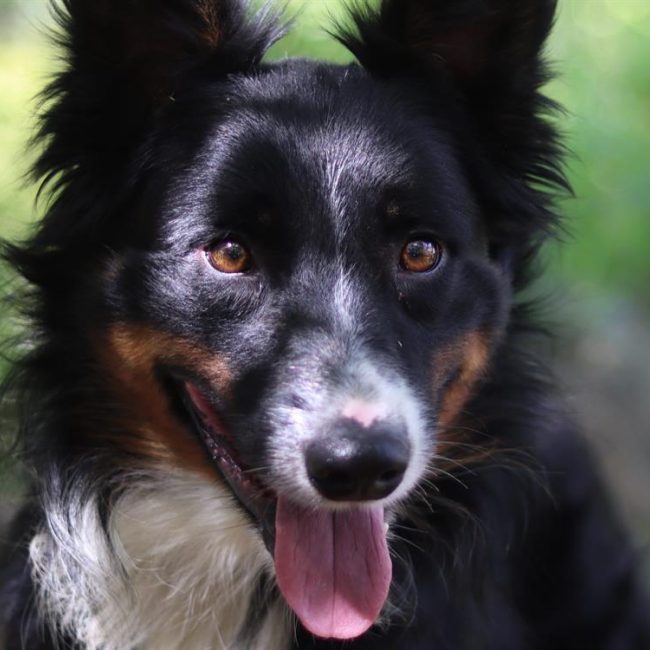 Kiko - Chien Border Collie à adopter