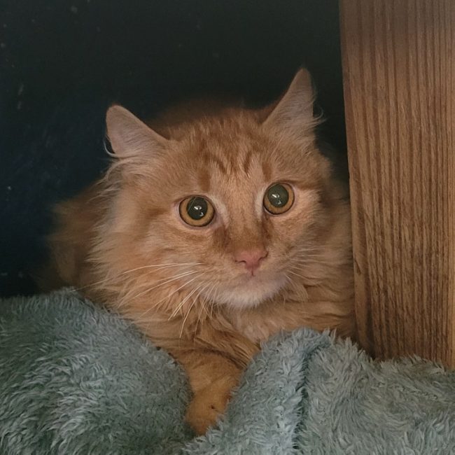 Nemo