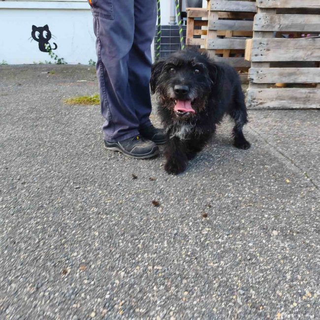 Taffy - Chien Briquet Griffon Vendéen à adopter