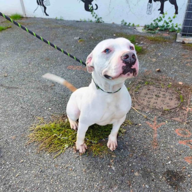 Kyoto - Chien Bouledogue Américain à adopter