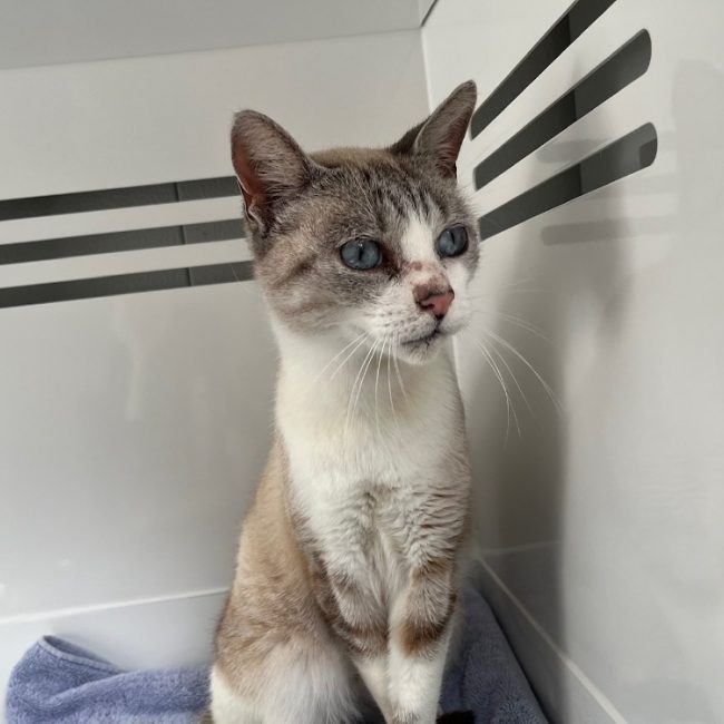 Cyan