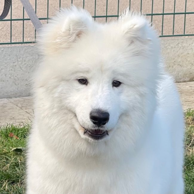 Basko - Chien Samoyéde à adopter