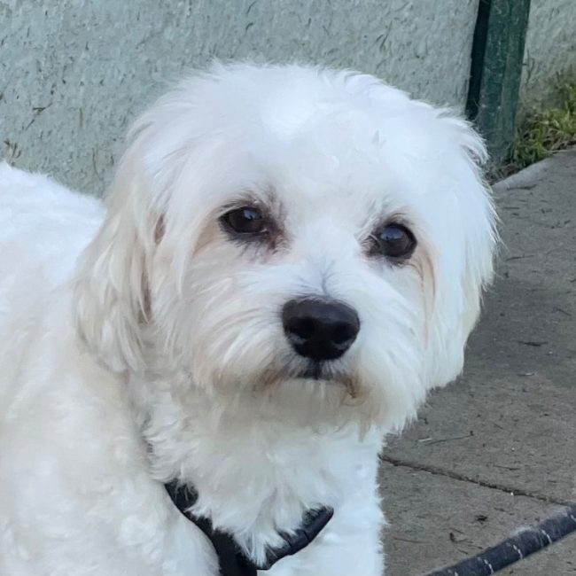 Amos - Chien Bichon à poil frisé à adopter